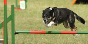 agility for dogs